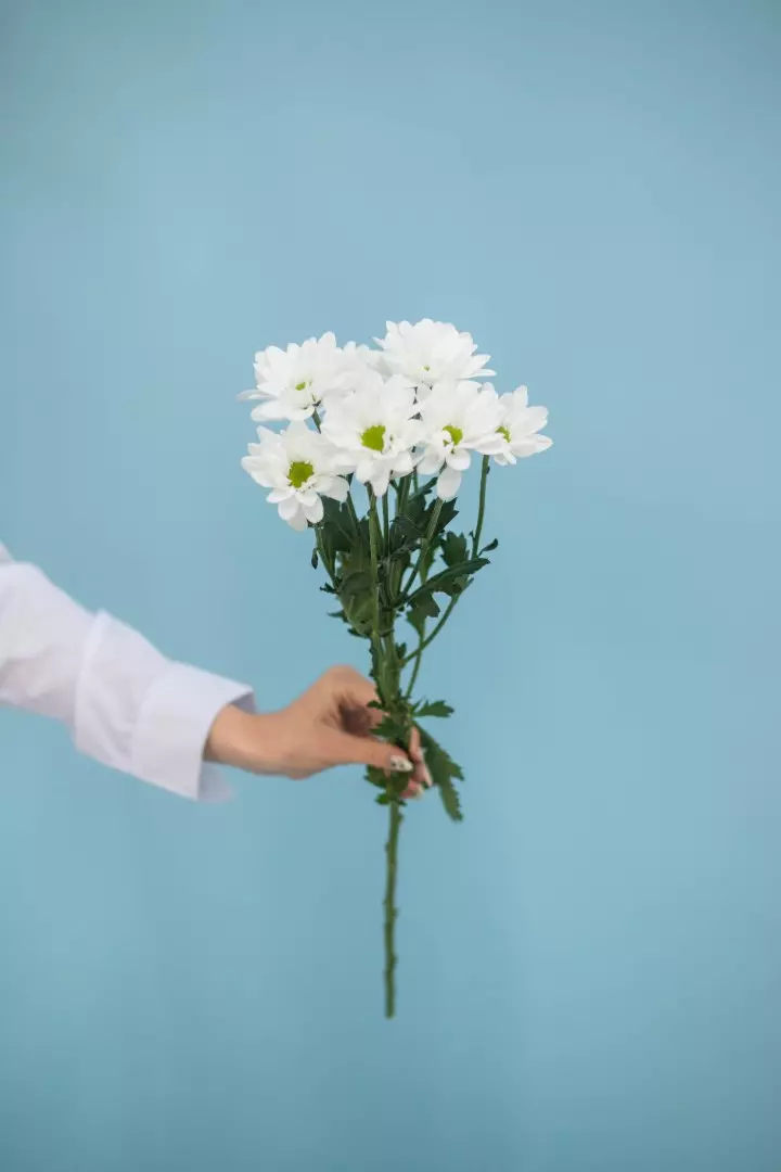 Белая кустовая хризантема ромашка - фото 1